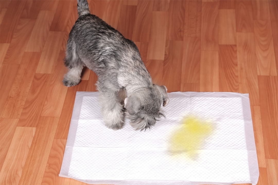 How Long Can Dogs Hold Their Pee & Potty Training HowTo Kabo